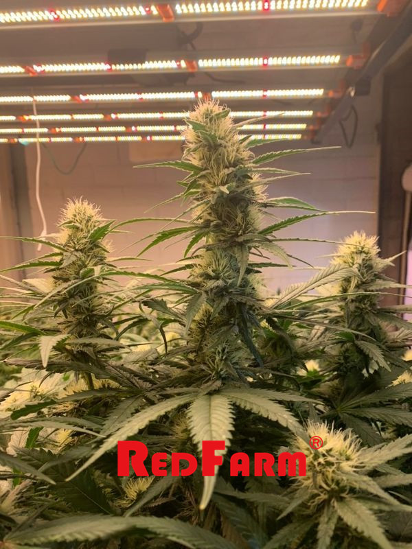 Alta producción IR ULTRAVIOLETA 1000w del OEM llevada para crecer las luces para las plantas interiores 4